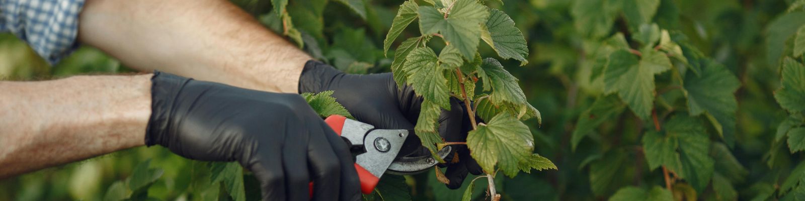 L’élagage : une tâche essentielle pour une commune verte et sûre !